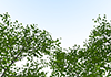 木々｜青空素材 | 環境・自然・エネルギー・災害 - 環境イメージ｜フリーイラスト素材