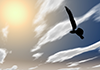 Sunset ｜ Hawk ｜ Environment / Nature / Energy / Disaster ――Environmental image ｜ Free illustration material