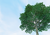 快晴｜空と木｜大自然  | 環境・自然・エネルギー・災害 - 環境イメージ｜フリーイラスト素材