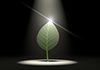 Darkness / Flash | Light / Spotlight | Illuminate / Leaf Material | Environment / Nature / Energy / Disaster --Environmental Image | Free Illustration Material