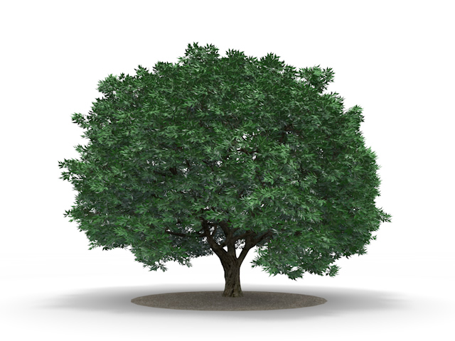 木 | 草花 | 森林 | 樹木素材 | 環境・自然・エネルギー・災害 - エネルギー / 地球 / 自然 / 環境 / 写真 / イラスト / フリー素材 / ダウンロード