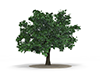 木 | 草花 | 森林 | 樹木 | 環境・自然・エネルギー・災害 - 環境イメージ｜フリーイラスト素材