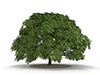 木 | 草花 | 森林 | 樹木 | 環境 | 自然 | エネルギー | 災害 - 環境イメージ｜フリーイラスト素材